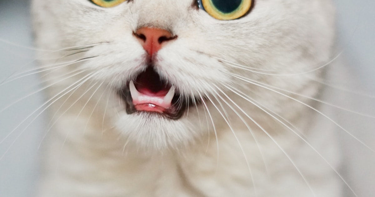 Best Cat Trees & Scratching Posts Australia 2026
