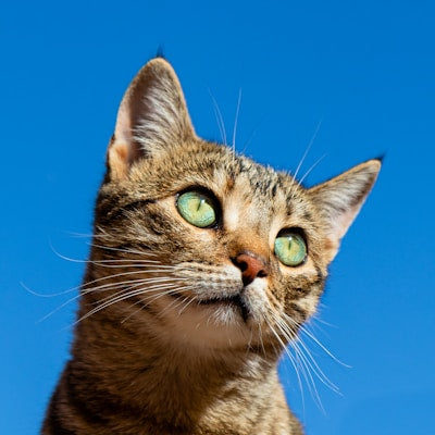 Cat Collars