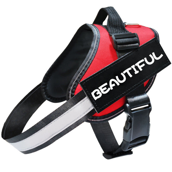 Dog Harness vs Collar – Which Is Safer for Your Dog?