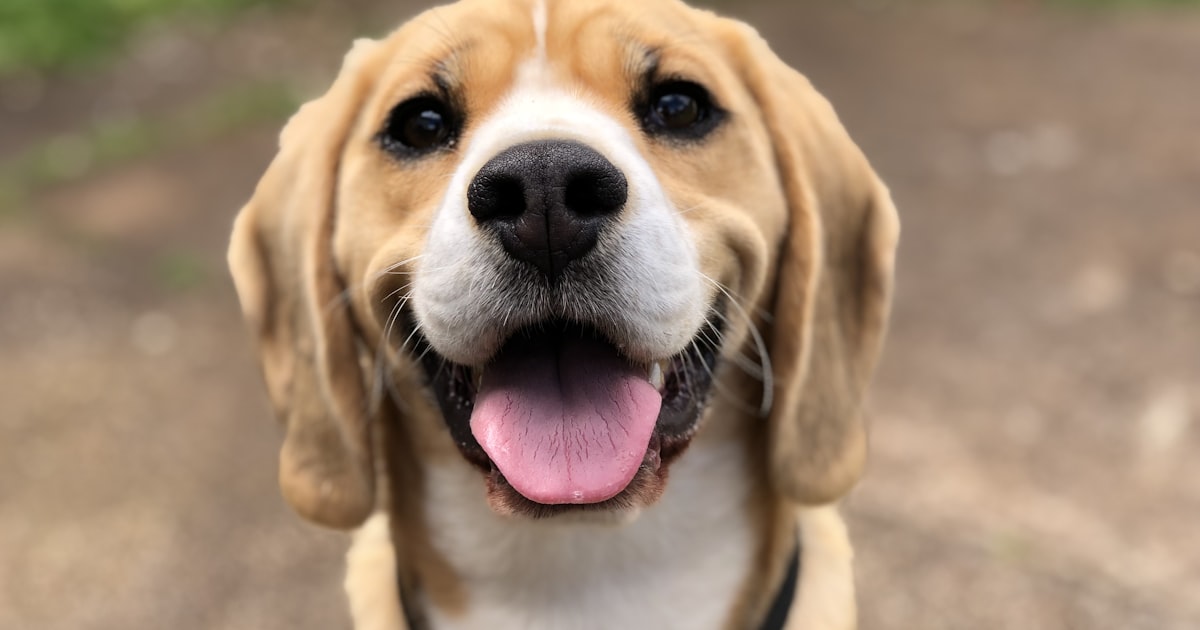 New Puppy Checklist Australia: Everything You Need in 2026