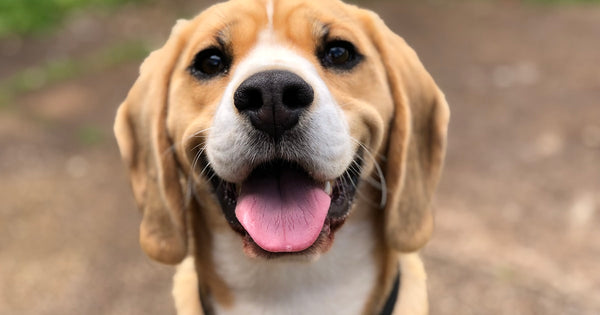 New Puppy Checklist Australia: Everything You Need in 2026