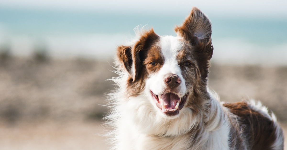 Best Dog Harnesses Australia 2026: Complete Buying Guide