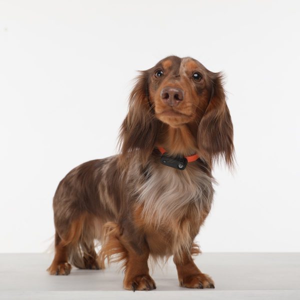 Tickless Mini Electronic Tick Repeller for Cats and Small Dogs — image 3