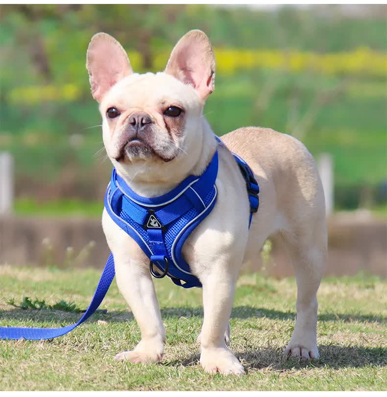 Blue Reflective Mesh Dog Harness and Leash Set - Adjustable No-Pull Vest - S — image 3