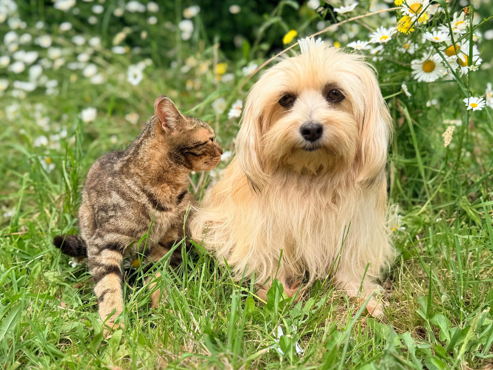 Premium Supplies for Dogs & Cats