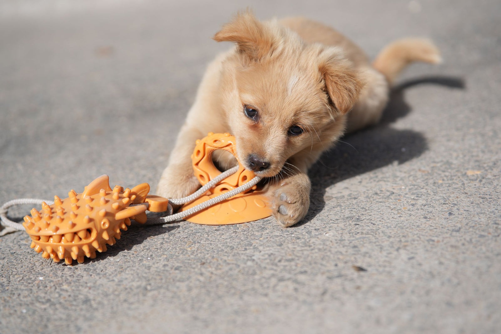 Fresh Finds for Your Pet