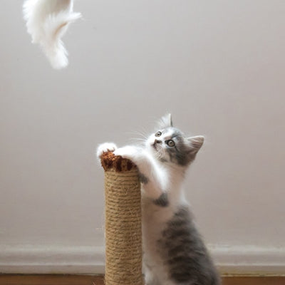 Cat Toys