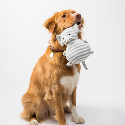 Dog Toys