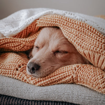 Dog Beds